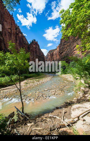 Le scogliere del si restringe nel Parco Nazionale di Zion, Utah, Stati Uniti d'America, America del Nord Foto Stock