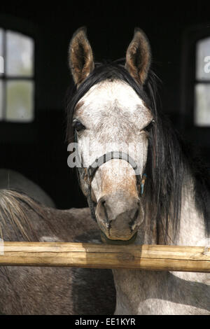 Grigio arabo giovane lin permanente la porta della stalla Foto Stock