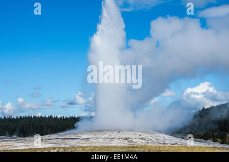 In eruzione geyser Old Faithful, il Parco Nazionale di Yellowstone, Sito Patrimonio Mondiale dell'UNESCO, Wyoming, Stati Uniti d'America Foto Stock