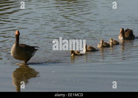 Graylag goose (Anser anser) famiglia nuoto in linea al margine di un lago, Gloucestershire, England, Regno Unito, Europa Foto Stock