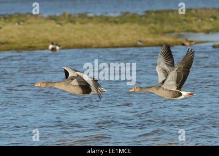 Oca Graylag coppia (Anser anser) volando sui pascoli inondati, Gloucestershire, England, Regno Unito, Europa Foto Stock