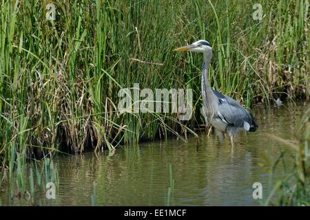 Airone cinerino (Ardea cinerea) caccia in una zona paludosa coperta, Gloucestershire, England, Regno Unito, Europa Foto Stock