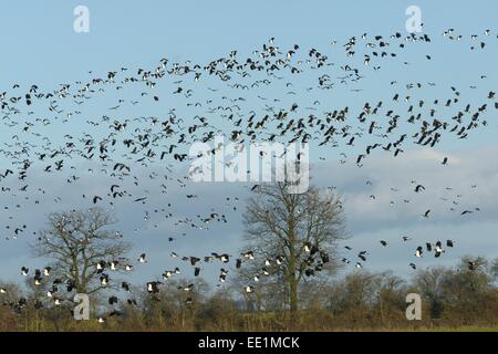 Gregge densa di (lapwings Vanellus vanellus) volando sui pascoli inondati, Gloucestershire, England, Regno Unito, Europa Foto Stock