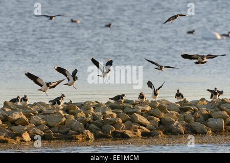 (Lapwings Vanellus vanellus) arrivando a un posatoio su una scogliera di pietra nella luce del tramonto, Rutland acqua, Rutland, England, Regno Unito Foto Stock