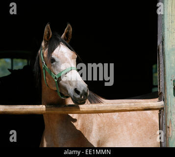 Ritratto di un purosangue Arabian Horse. Bella grigio razza arabian horse in piedi la porta del granaio Foto Stock