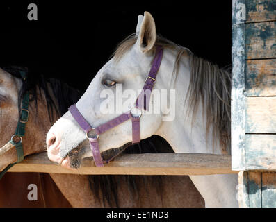 Ritratto di un purosangue Arabian Horse . Bella grigio razza arabian horse in piedi la porta del granaio Foto Stock