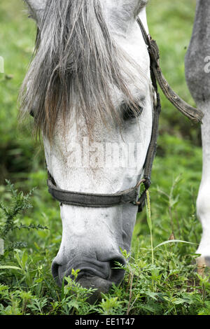 Razza arabian youngster pacificamente pascolato su un prato verde. Ritratto di grigio arabian yearling pascolo cavalli al pascolo Foto Stock