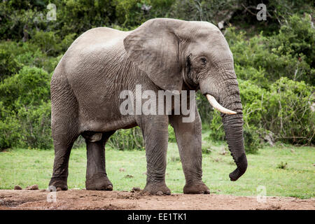 Lone elefante africano a Bull nel selvaggio bush africano in prossimità di un foro per l'acqua. Foto Stock