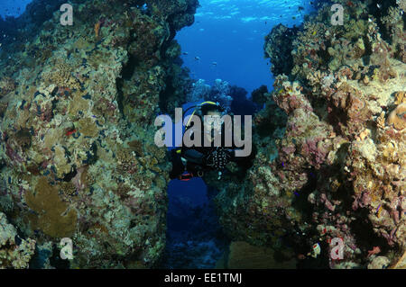 Diver guarda al Coral Reef, Mar Rosso, Egitto, Africa Foto Stock