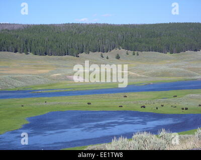 American bufali nel Parco Nazionale di Yellowstone. Stati Uniti d'America Foto Stock