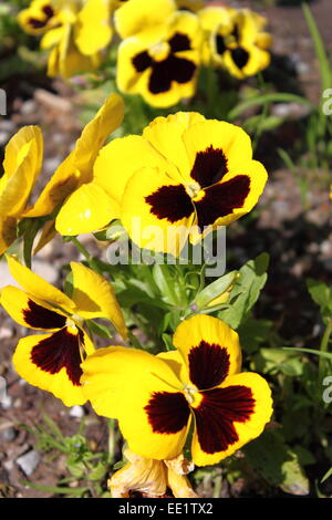 Vista ingrandita del giallo Pansy flower (Viola Wittrockiana) Foto Stock