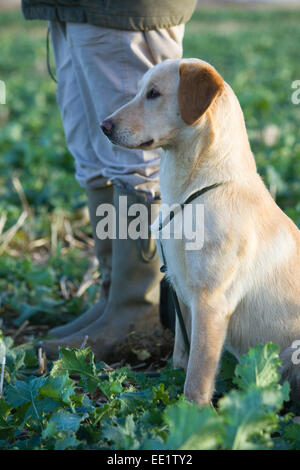 Un giallo Labrador Retriever cane sat con il suo proprietario su un fagiano sparare in Inghilterra Foto Stock