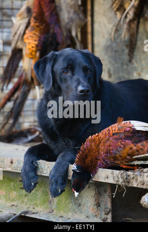 Un Nero Labrador Retriever cane da lavoro che stabilisce con morti fagiani su una ripresa in Inghilterra, Regno Unito Foto Stock