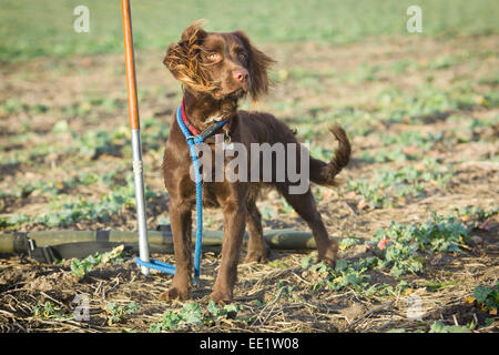 Un Spanlab o Labradinger o Springador cane - un Labrador incrociato con un English Springer Spaniel. Foto Stock