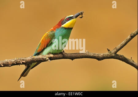 Bee eater con un'ape Foto Stock