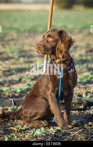 Un Spanlab o Labradinger o Springador cane - un Labrador incrociato con un English Springer Spaniel. Foto Stock