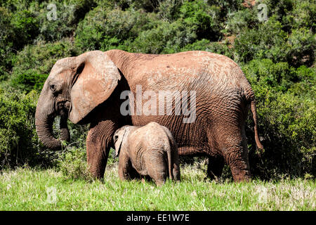Vitello di elefante di bere latte di sua madre. Foto Stock