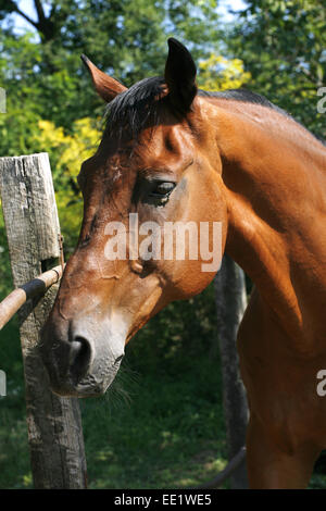 Ritratto di un bel colore marrone cavallo purosangue presso l'azienda. Colpo alla testa di un cavallo di castagno. Ritratto di bella baia marrone cavallo Foto Stock