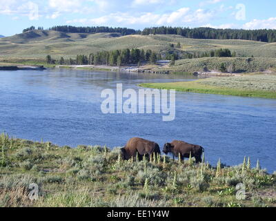 Due americani di bufala sulla riva del lago di Lago di Yellowstone Foto Stock