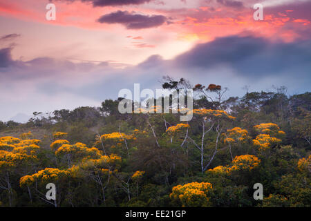 In Fiore alberi al tramonto in Altos de Campana national park, Repubblica di Panama. Foto Stock