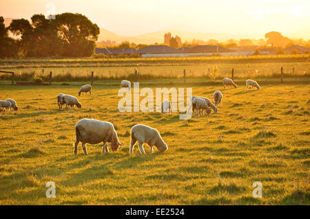 Pecore al pascolo in un campo al crepuscolo, nelle vicinanze del Blenheim, Nuova Zelanda. Foto Stock