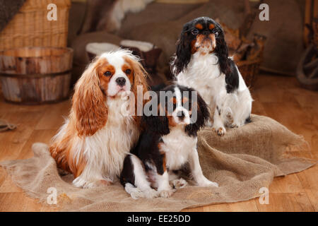 King Charles Spaniel e Cavalier King Charles Spaniel con cucciolo, Blenheim e tricolore|King Charles Spaniel und Cavalier King Foto Stock