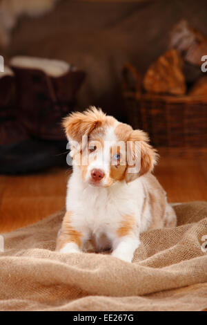 Miniatura pastore australiano, cucciolo rosso-MERLE, 13 settimane, odd-eyed|miniatura pastore australiano, Welpe, rosso-MERLE, 13 Wochen, Foto Stock