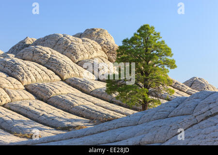 Lonesome albero a tasca bianco nel profondo del Vermiglio scogliere monumento nazionale, Arizona, Stati Uniti d'America Foto Stock