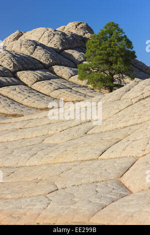 Lonesome albero a tasca bianco nel profondo del Vermiglio scogliere monumento nazionale, Arizona, Stati Uniti d'America Foto Stock