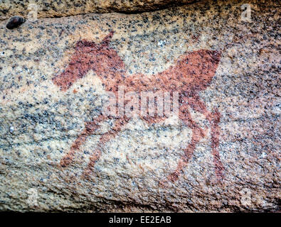 Giovani zebra al Sevilla Arte Rock Trail in Cederberg montagne vicino Clanwilliam, Sud Africa. Arte di San persone. Foto Stock