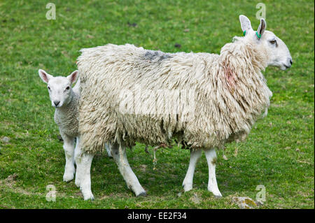 Pecora con un giovane agnello nei primi giorni di primavera Foto Stock