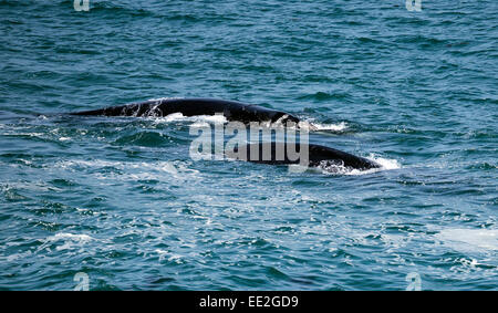 Due Balene Australi (probabilmente una femmina e di vitello) visto dalle scogliere a Hermanus, Sud Africa. Foto Stock