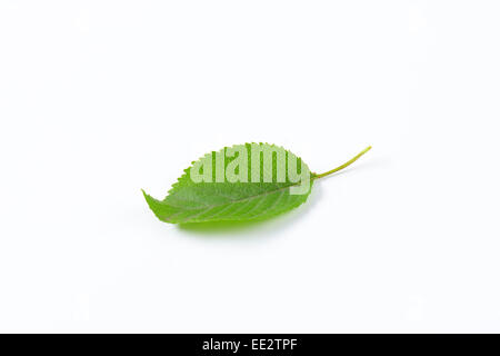 Fresh Cherry leaf su sfondo bianco Foto Stock