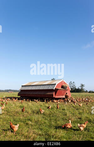 Polli di gamma libera, alloggiamento portatile, 'Gallus addomesticus '. Foto Stock