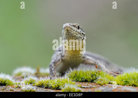 Unione lucertola muraiola [Podarcis muralis] Foto Stock