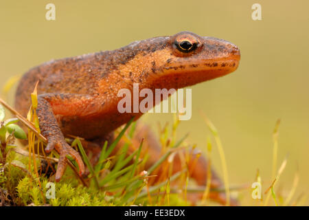 Tritone comune [Lissotriton vulgaris, Triturus vulgaris] Foto Stock