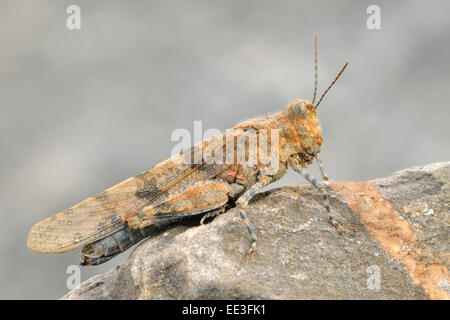 Blu-winged grasshopper [Oedipoda caerulescens], Germania Foto Stock