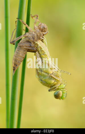 Green club-tailed dragonfly [Ophiogomphus cecilia], Keiljungfer, Germania Foto Stock