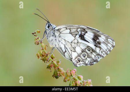 Schachbrettfalter, western in marmo bianco [Melanargia occitanica] [butterfly], Germania Foto Stock