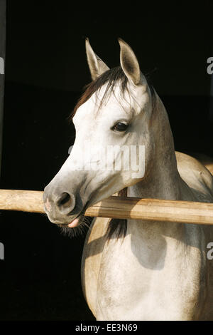 Splendida razza mare guardando sopra porta stabile. Bella grigio razza arabian horse in piedi la porta del granaio. Foto Stock