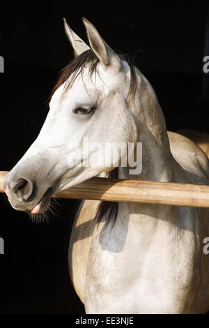 Splendida razza mare guardando sopra porta stabile. Bella grigio razza arabian horse in piedi la porta del granaio. Foto Stock