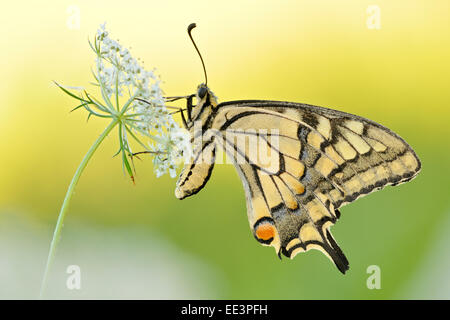 Coda forcuta (farfalla) [Papilio machaon] Foto Stock