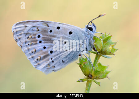 Silbergrüner Bläuling chalkhill blue [Polyommatus coridon] [butterfly] Foto Stock