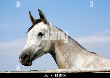 Ritratto di un bellissimo grigio Arabian Horse. Close up di un Gray Arabian Horse nel paddock di estate Foto Stock