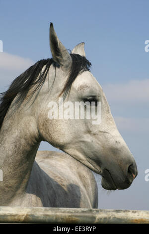 Ritratto di un bellissimo grigio Arabian Horse. Close up di un Gray Arabian Horse nel paddock di estate Foto Stock