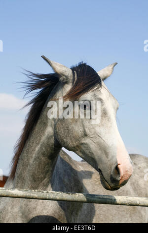 Ritratto di un bellissimo grigio Arabian Horse. Close up di un Gray Arabian Horse nel paddock di estate Foto Stock