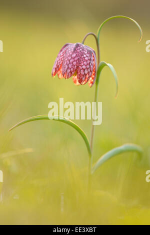 A quadretti daffodil [Fritillaria meleagris] fiore di scacchi Schachblume Germania Foto Stock