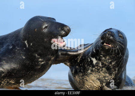 Guarnizione grigio [Halichoerus grypus] Kegelrobben, Germania Foto Stock