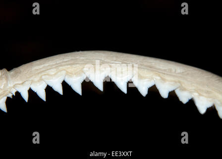Denti di squalo Foto Stock
