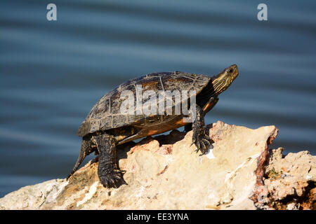 Palude turtle crogiolarsi al sole Foto Stock